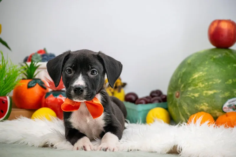 A baby small-sized male Black Hound dog named Orange for adoption in Sevierville, TN