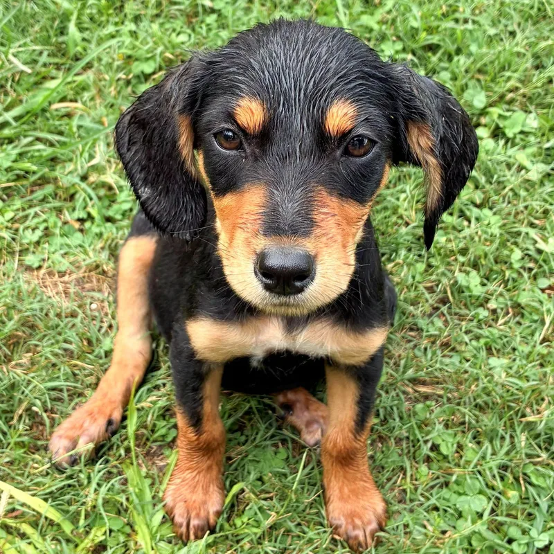 A baby medium-sized female Tricolor (Brown, Black, & White) Hound dog named Bess for adoption in Albany, NY