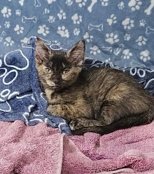 A baby small-sized female Domestic Short Hair cat named Raspberry for adoption in Westfield, WI