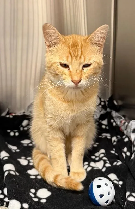 An adult medium-sized male Domestic Short Hair cat named Gary for adoption in Yankton, SD