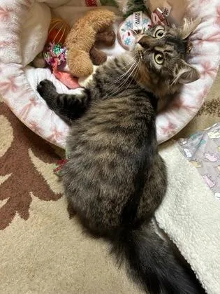 A young medium-sized female Domestic Medium Hair cat named Kellogg for adoption in Pleasanton, CA