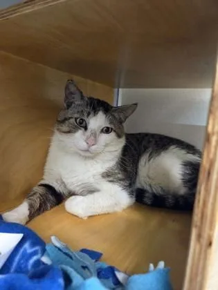 An adult small-sized male Domestic Short Hair cat named Popps for adoption in Bellevue, WA