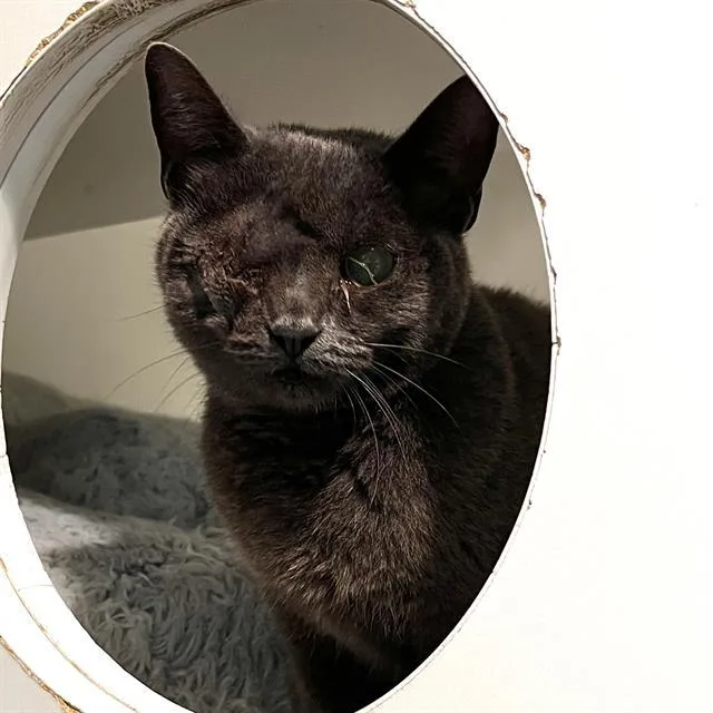A young medium-sized female Domestic Short Hair cat named Zoe for adoption in Methuen, MA