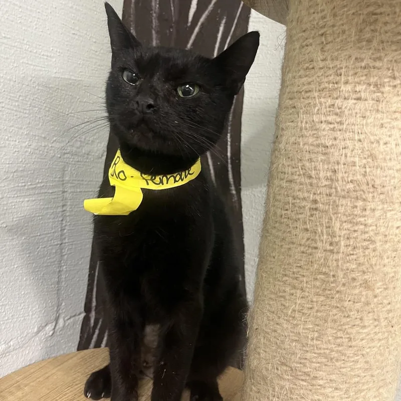 A baby medium-sized female Black Domestic Short Hair cat named Rolo for adoption in Clanton, AL