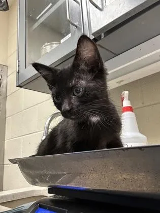 A baby medium-sized female Domestic Long Hair cat named Hope for adoption in Wichita, KS