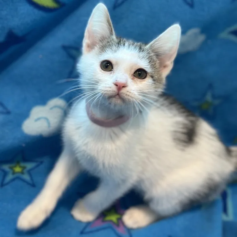 A baby small-sized male Brown / Chocolate Domestic Short Hair cat named Bryson for adoption in Matteson, IL