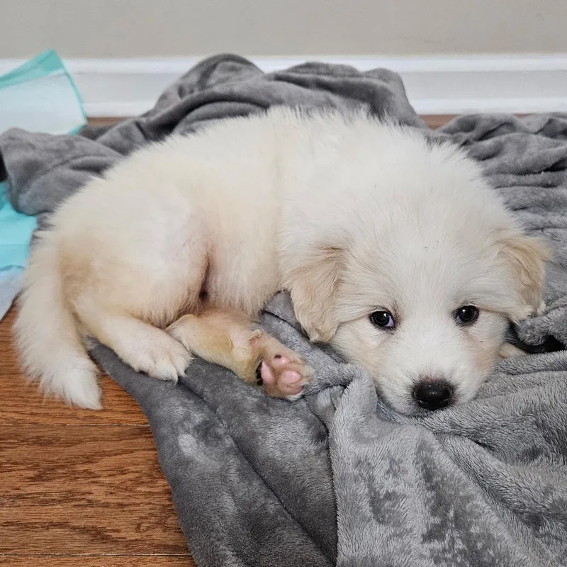 A baby extra large-sized female Great Pyrenees dog named Meadow for adoption in Spring hill, TN
