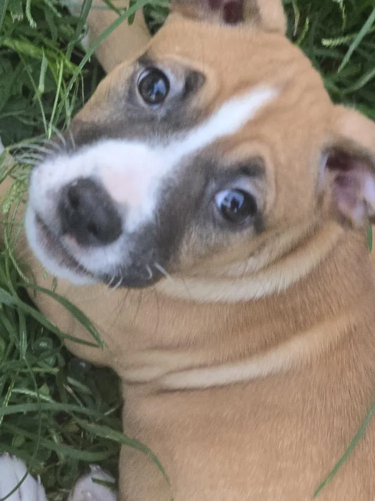 A baby medium-sized female Tricolor (Brown, Black, & White) Mixed Breed dog named Selkie for adoption in Evansville, IN