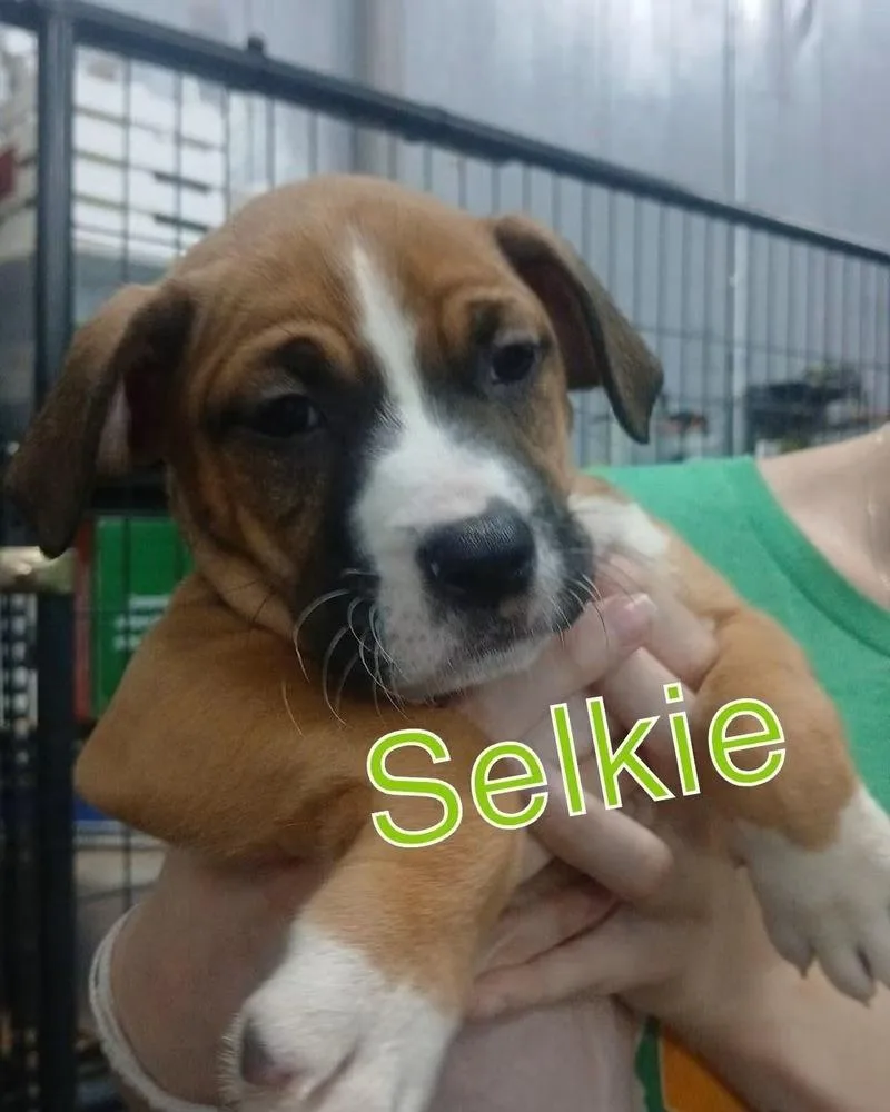 Selkie thumbnail 2
