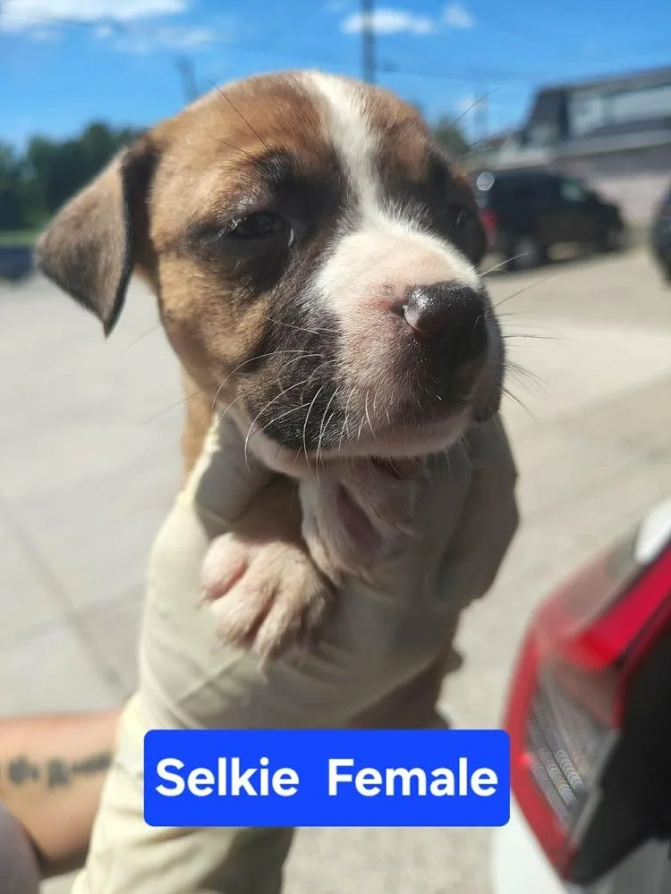 Selkie thumbnail 5