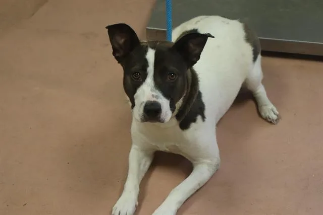 A young medium-sized female Mixed Breed dog named Bessie for adoption in Columbia, SC