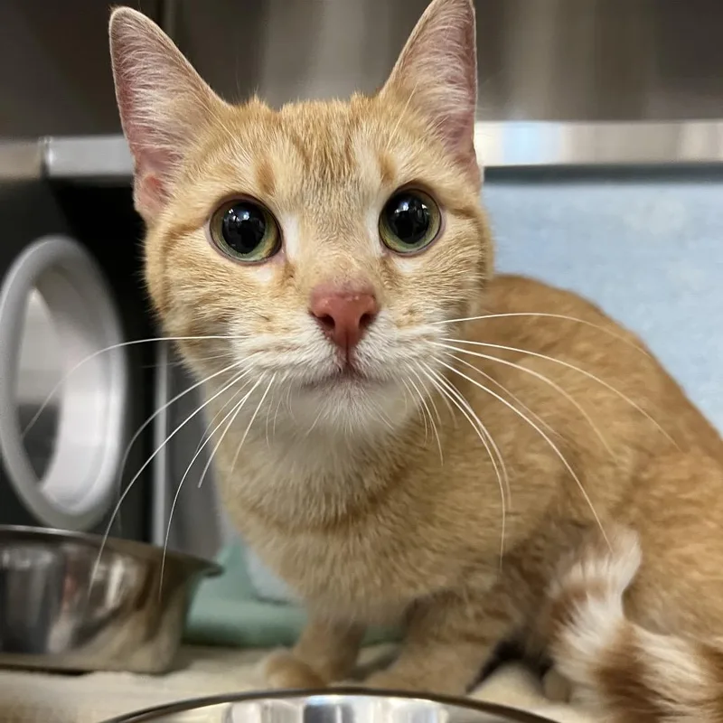 A young medium-sized female Orange / Red Domestic Short Hair cat named Roseanna And Chicken for adoption in Pittsburgh, PA
