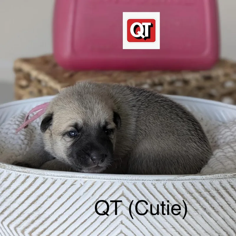 Queue Tee thumbnail 2