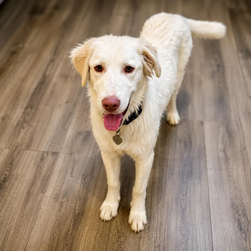 A baby medium-sized female White / Cream Great Pyrenees dog named Posey for adoption in Houston, TX