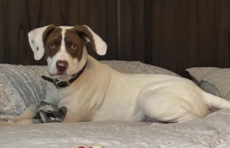 A baby medium-sized male Brown / Chocolate American Staffordshire Terrier dog named Benny for adoption in Humble, TX