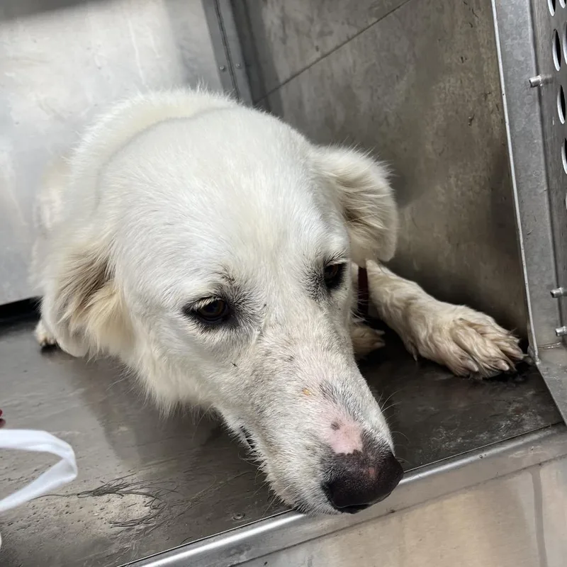 An adult large-sized female White / Cream Great Pyrenees dog named Yeti Gurl for adoption in Edinburg, TX