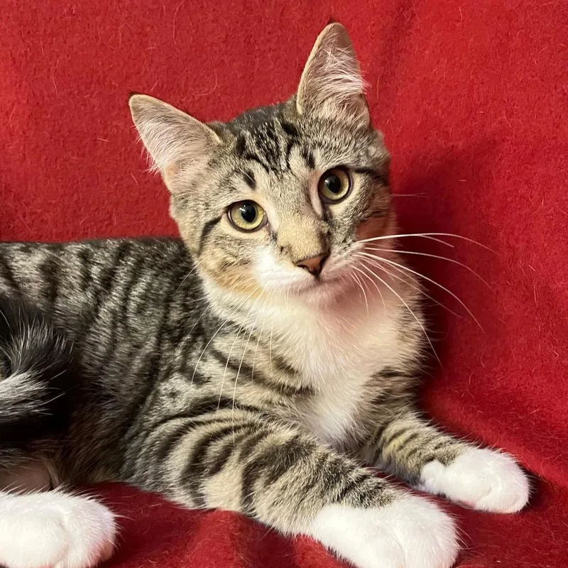 A baby small-sized male Brown / Chocolate Domestic Short Hair cat named Flynn Woodbridge for adoption in Merrifield, VA