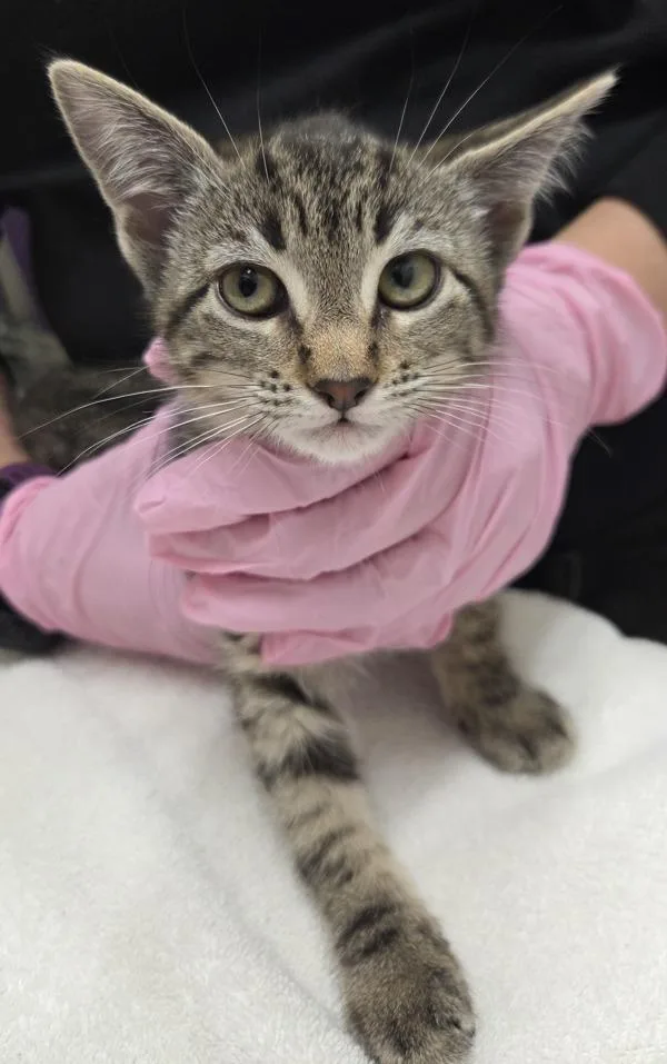 A baby medium-sized female Domestic Short Hair cat named Astrid Witchytoes for adoption in El Cajon, CA