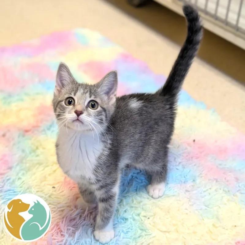 A baby small-sized female Gray / Blue / Silver Domestic Short Hair cat named Spooky for adoption in Toledo, OH