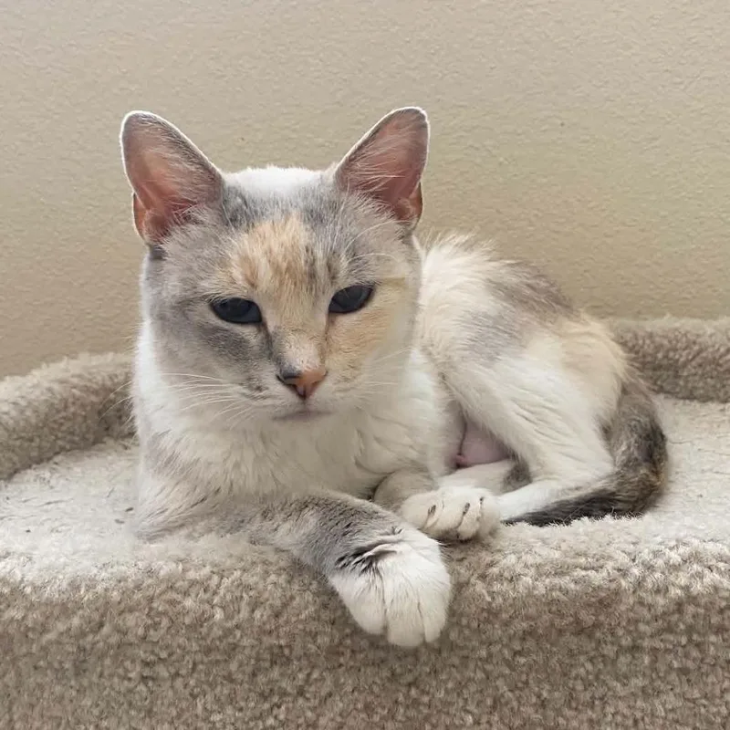 An adult small-sized female Calico Domestic Short Hair cat named Dolly Purrton LaGiglia for adoption in Eagle Mountain, UT