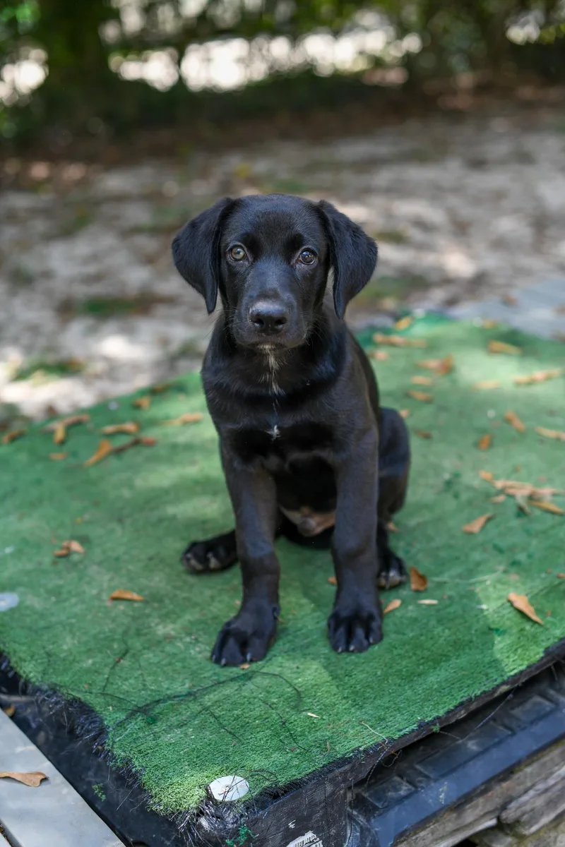 A baby medium-sized male Brown / Chocolate Mixed Breed dog named Darby for adoption in BONIFAY, FL