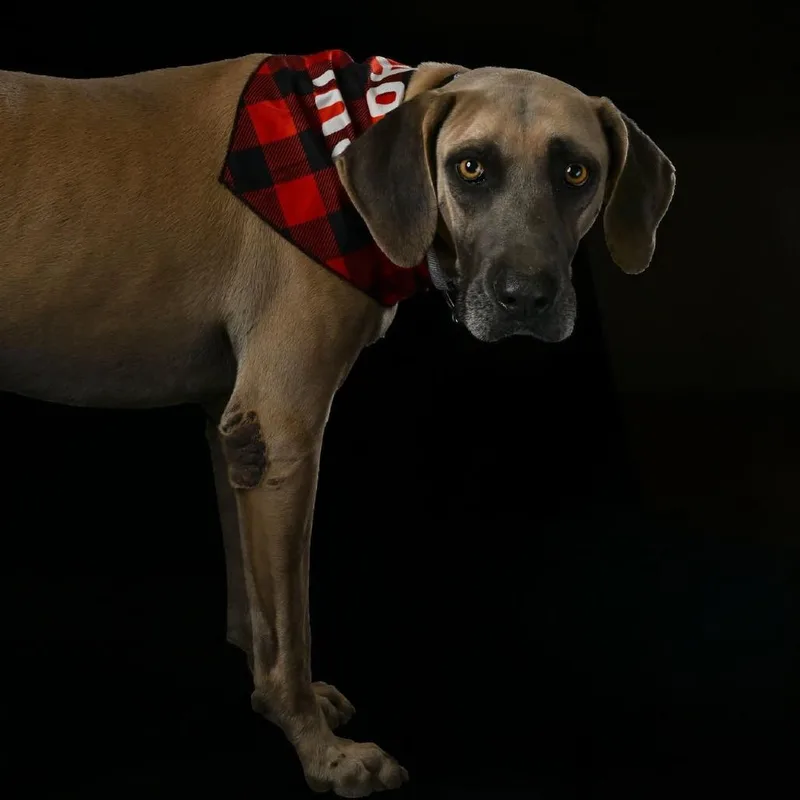An adult large-sized male Yellow / Tan / Blond / Fawn Hound dog named Boone for adoption in Seguin, TX