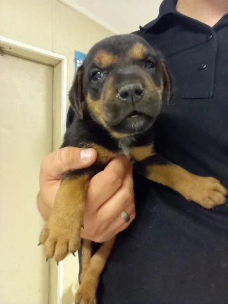 A young small-sized male Labrador Retriever dog named Stu for adoption in Mobile, AL