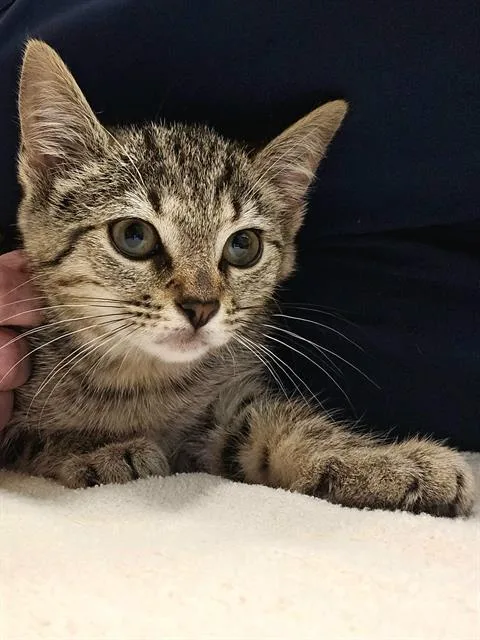 A baby medium-sized female Brown / Chocolate Domestic Short Hair cat named Wynona for adoption in Clyde, NC