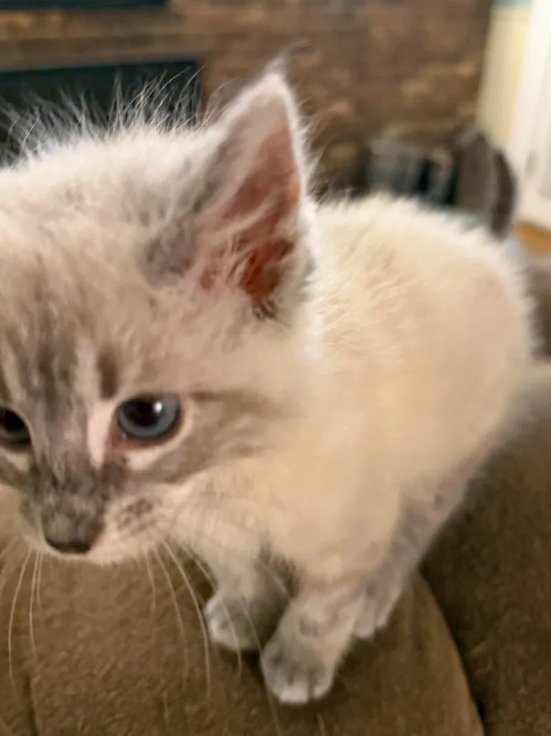 A young small-sized female Domestic Short Hair cat named Schuyler for adoption in Fulton, NY