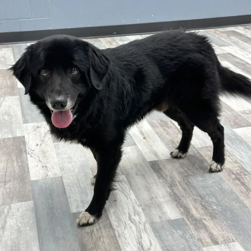 An adult large-sized male Black Bernese Mountain Dog dog named Earl for adoption in Lufkin, TX