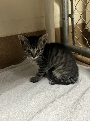 A baby small-sized male Domestic Short Hair cat named Jailbreak for adoption in Gainesville, FL