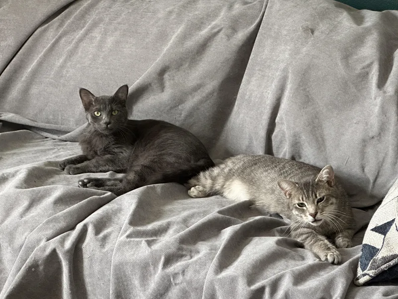 A young small-sized male Tabby (Gray / Blue / Silver) Domestic Short Hair cat named Poblano & Shadowbox for adoption in Nashville, TN