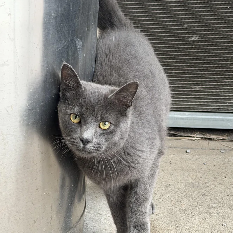 Poblano & Shadowbox thumbnail 2