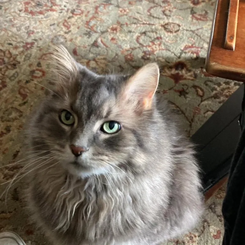 A senior large-sized male Tabby (Gray / Blue / Silver) Maine Coon cat named Ollie for adoption in Bennington, VT