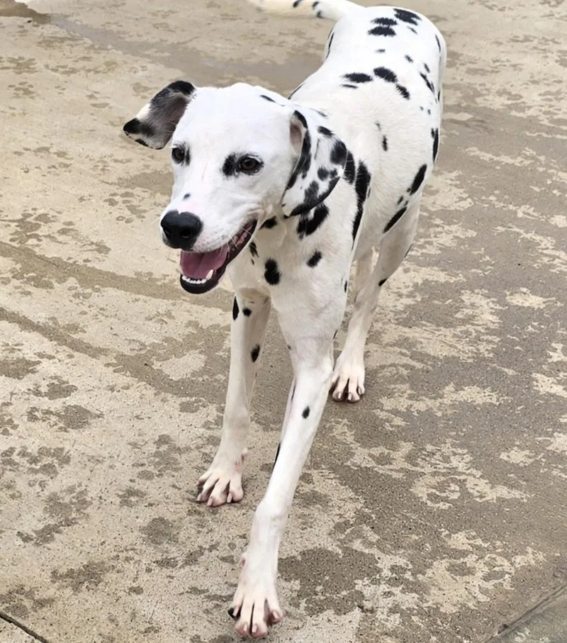 A young medium-sized female Black Dalmatian dog named Astrid for adoption in Terre Haute, IN