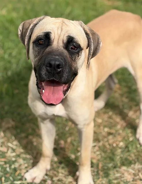 A young medium-sized female Cane Corso dog named Fauna for adoption in Fairfield, CA