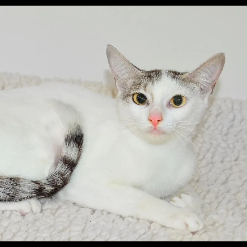 An adult medium-sized female American Shorthair cat named Jane for adoption in San Andreas, CA