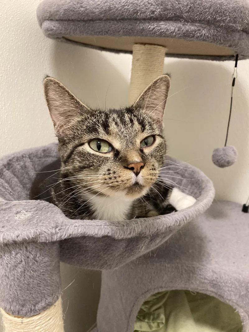 A young medium-sized female Tabby (Brown / Chocolate) Domestic Short Hair cat named Confetti for adoption in Kankakee, IL