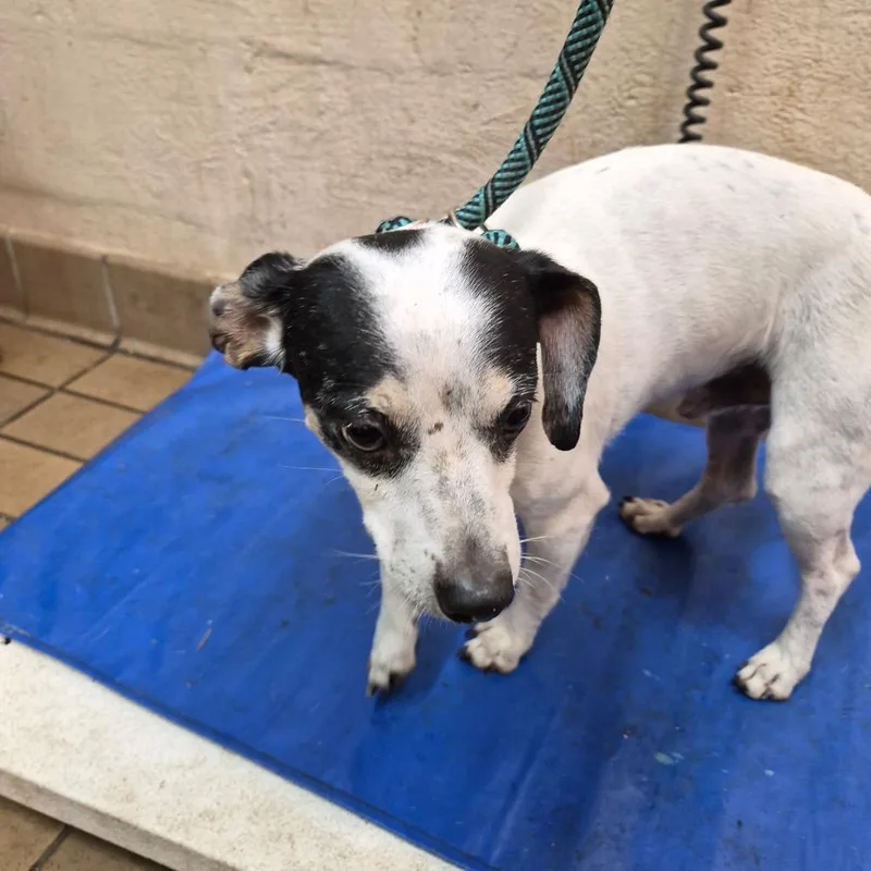 An adult small-sized male Terrier dog named Jeremiah for adoption in Birmingham, AL