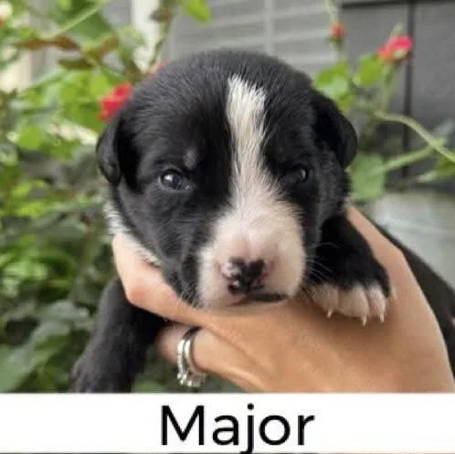 Major