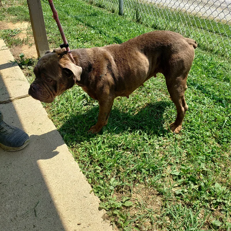 A young medium-sized female Brown / Chocolate Bulldog dog named 26-082 for adoption in Carrollton, OH