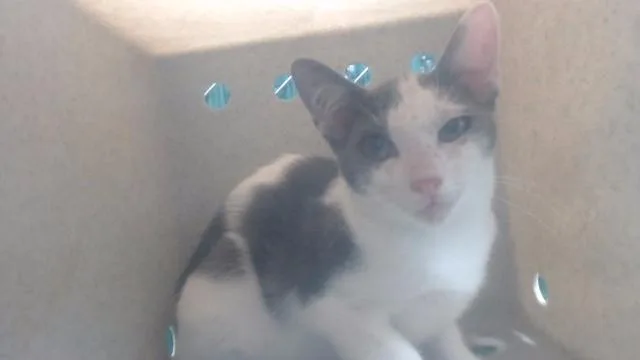 A baby medium-sized male Domestic Short Hair cat named Taylor for adoption in Downey, CA