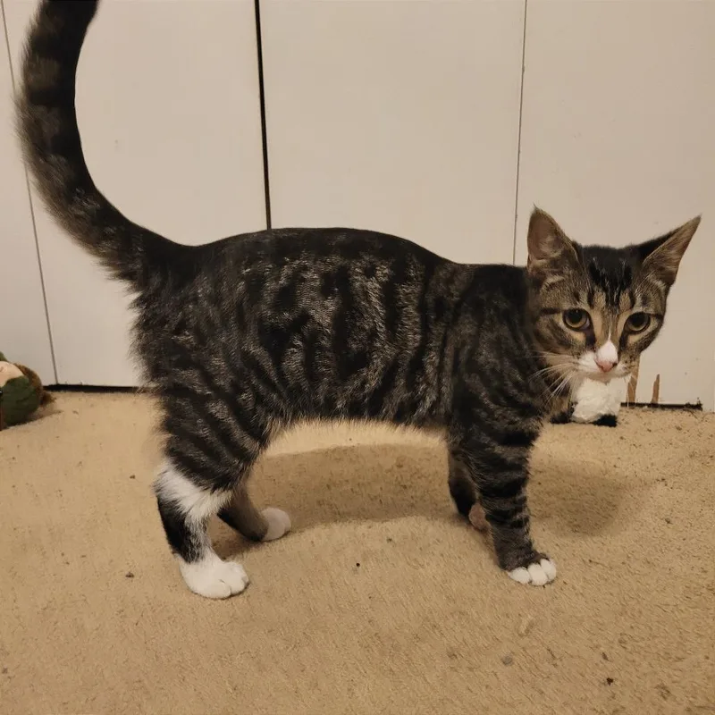 A baby medium-sized female Brown / Chocolate Domestic Short Hair cat named Ladybug for adoption in Gibsonia, PA