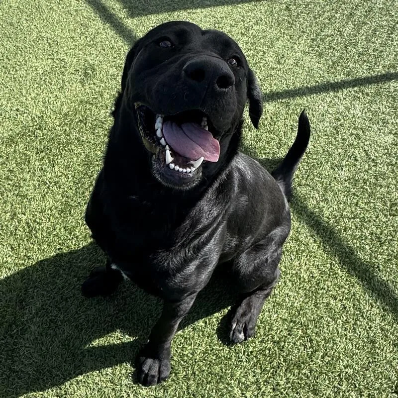 An adult large-sized male Black Black Labrador Retriever dog named Marty Mcfly for adoption in Hawthorne, CA