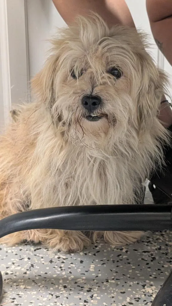 A young small-sized male Wirehaired Terrier dog named Willie for adoption in Seven Points, TX