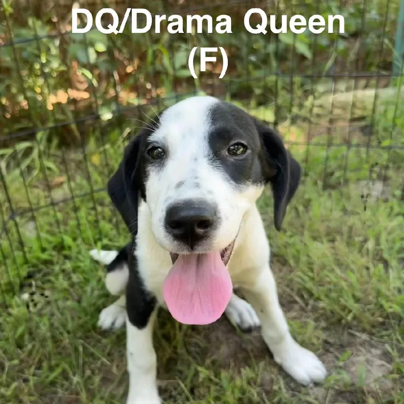 A young medium-sized female Hound dog named Drama Queen for adoption in Wadena, MN