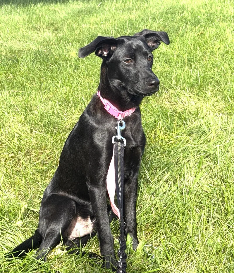 A baby medium-sized female Black Labrador Retriever dog named Wayne party on for adoption in Houston, TX