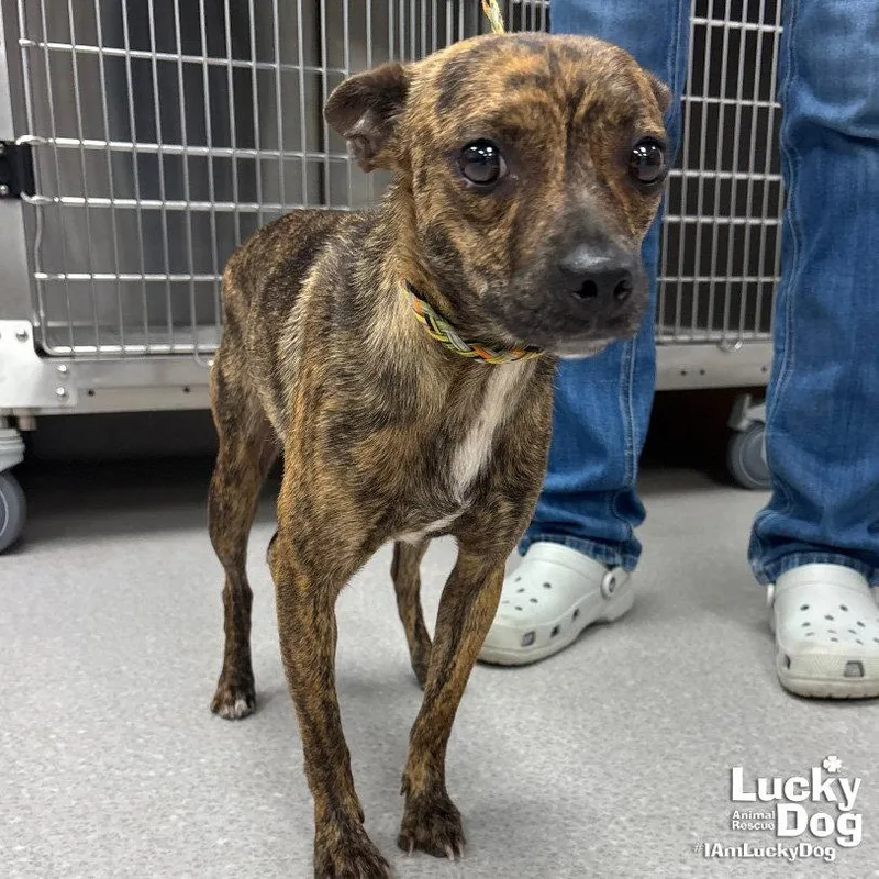 A young small-sized female Feist dog named Mocha for adoption in Washington, DC