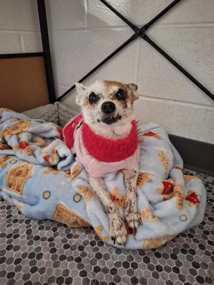 A senior small-sized female White / Cream Mixed Breed dog named Suki for adoption in Alexandria, VA