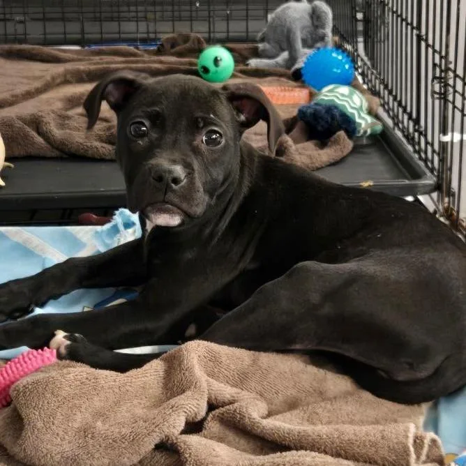 A baby medium-sized female Black Mixed Breed dog named Posy for adoption in DeKalb, IL
